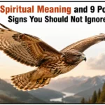 Hawk Spiritual Meaning and 9 Powerful Signs You Should Not Ignore